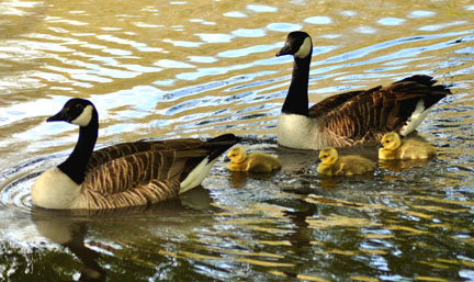 Canadian
                  Geese and goslings